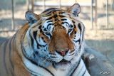 037 La Tigre.jpg